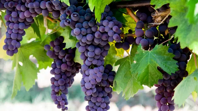 Raisin et maladie de Crohn