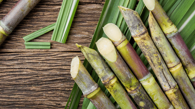 Canne à sucre et profil lipidique
