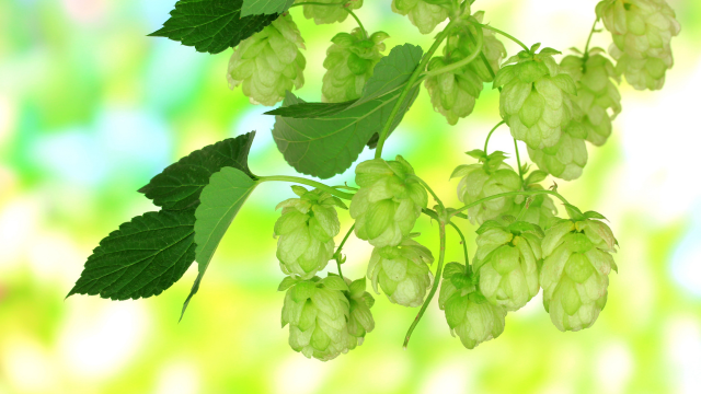 Houblon amer et surpoids