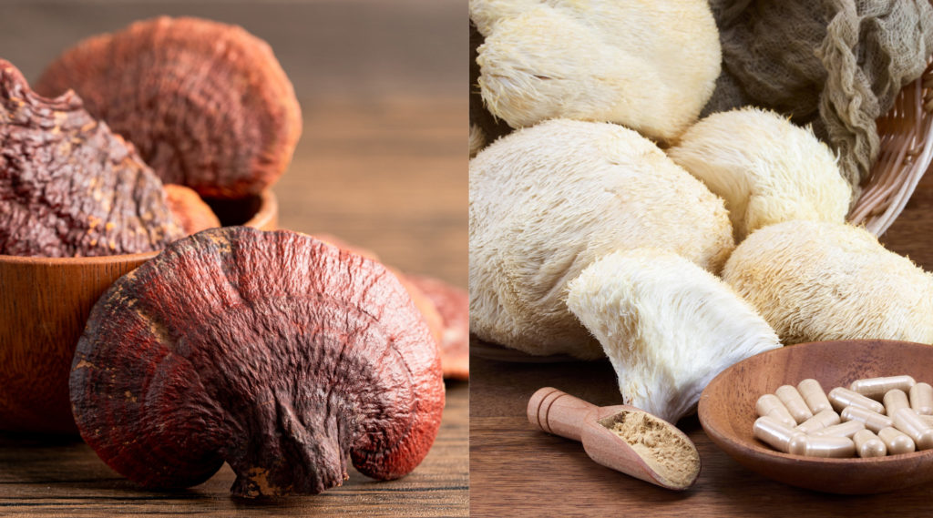 Crinière de lion, reishi et humeur