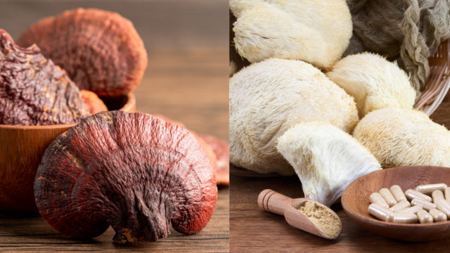 Crinière de lion, reishi et humeur