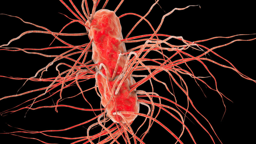 Akkermansia muciniphila et infections urinaires